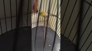 Download lagu Pleci dakbal ko ga ada glondangan nya. mp3