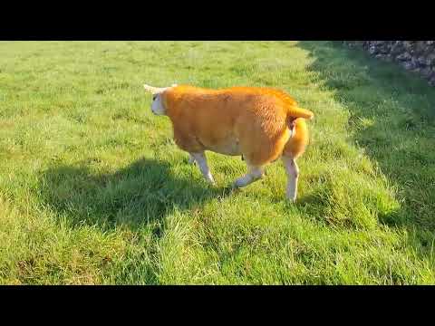 Texel ram lambs for Athenry mart 25/9/26 - Image 2