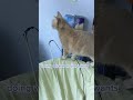 Our Little Empress Long Term Boarding For Mil Pets Shorts Cat Catoftheday Catsoftheweek