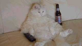 Cats Watching TV/  Televizyon İzleyen Kedi