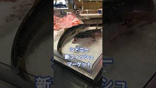 【新設】The New Sydney Fish Market オープンしました🐟️
