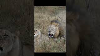Epic Male Lion Roar