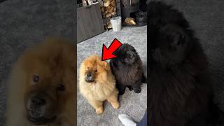 Why dogs tilt their heads when you talk 😱