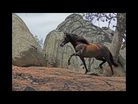 Oreo at Liberty (Oriundo VG)