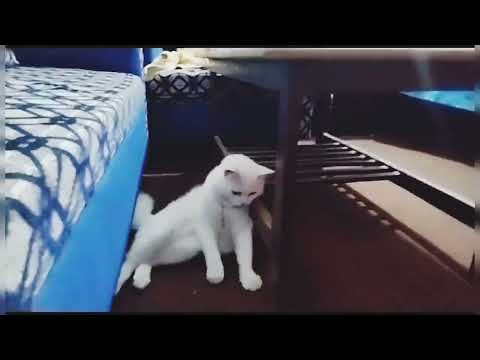 Funiest Cat 2023~ Cat eating grass ~ Try not to laugh waching funny cat