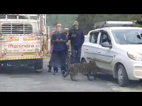 Leopard playing with tourists
