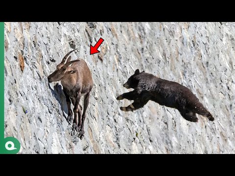 Bear Attacks Goat and Quickly Pays the Price