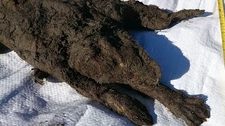 12,000 Yr Old Frozen Puppy Still Looks Alive