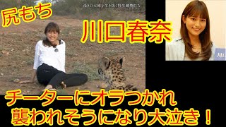 川口春奈さんチーターにオラつかれ襲われそうになり尻もち！大泣きする