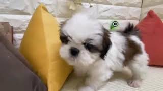 シーズーの動画01