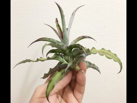 Cryptanthus Experiment - Earth Star Bromeliad