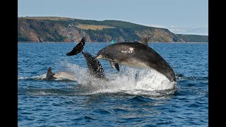 Adopt a Dolphin with Whale and Dolphin Conservation