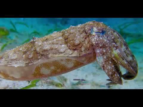 25 Cuttlefish A - scuba diving video