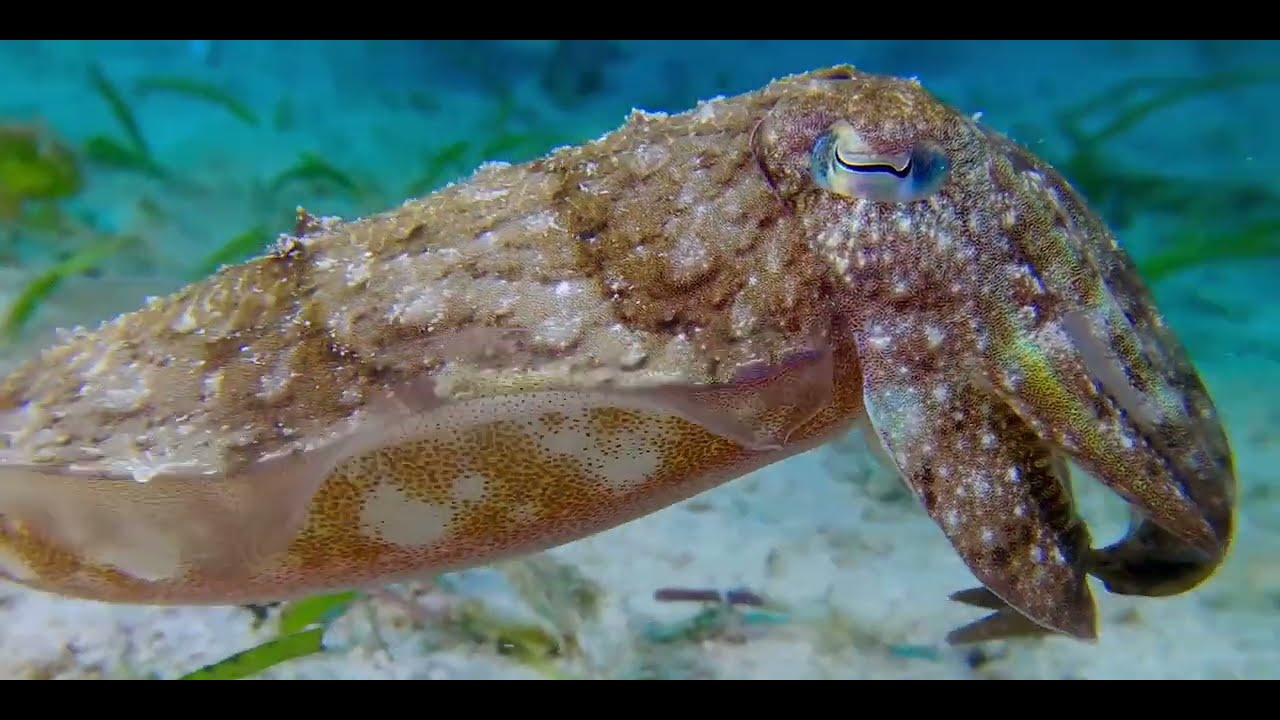 First of 2 Tropical Pacific Gastropods-Cuttlefish videos, genus and species.