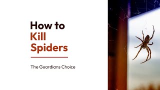 Spider Troubles? How to Safely and Effectively Get Rid of Spiders | The Guardian