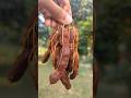 Mouth Watering Tetul Tamarind Makha Shorts Food Masala Tamarind