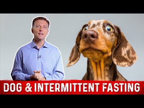 How to Overcome Adrenal Stress with Intermittent Fasting – Dr Berg