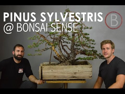 Scots Pine @ Bonsai Sense