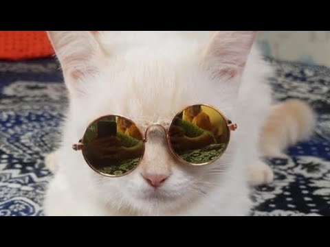 Sitara Family Vlogs | Ghar, Meow aur Emotions