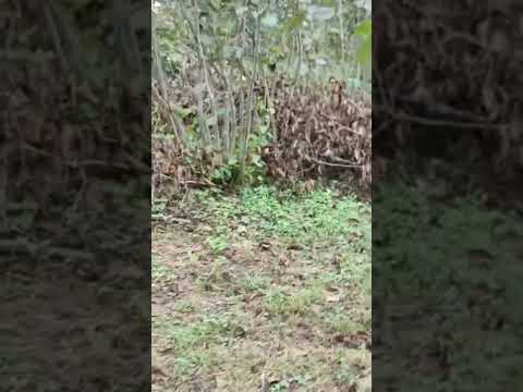 fındık bahçelerinde naftalin dönemi