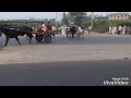 Jhota Race 17