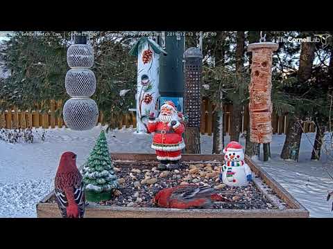 First Pine Grosbeaks Of The Season Visit Ontario FeederWatch Cam – Dec. 13, 2019