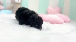 ハーフ犬の動画01