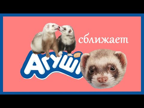 Вкусности сближают!Сначала подрались,а потом...