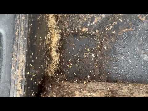 Loads of Ants Found in the Rodent Bait Station in Freehold, NJ