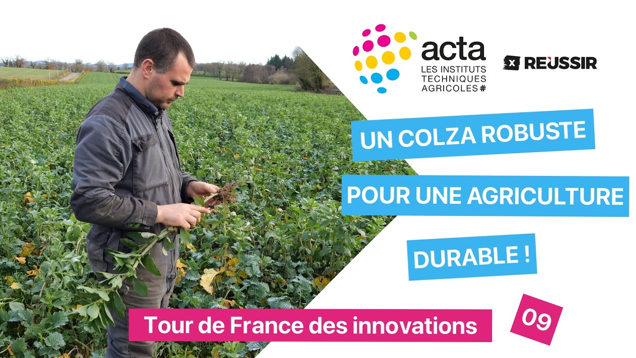 Terres Inovia : des plantes compagnes alliées d’un colza plus durable 