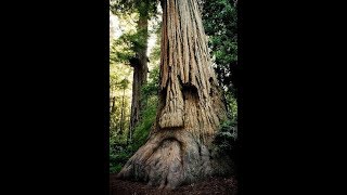 MYSTERIOUS FACES IN TREES!! Real Ents/Tree Spirits/Old Gods (watch this on acid)