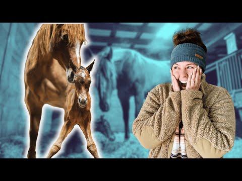 The BEST way to have a foal