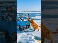 The Orange Cat Fished On The Ice On The Snowy Day And Finally Caught A Car And Could Go To The Cit