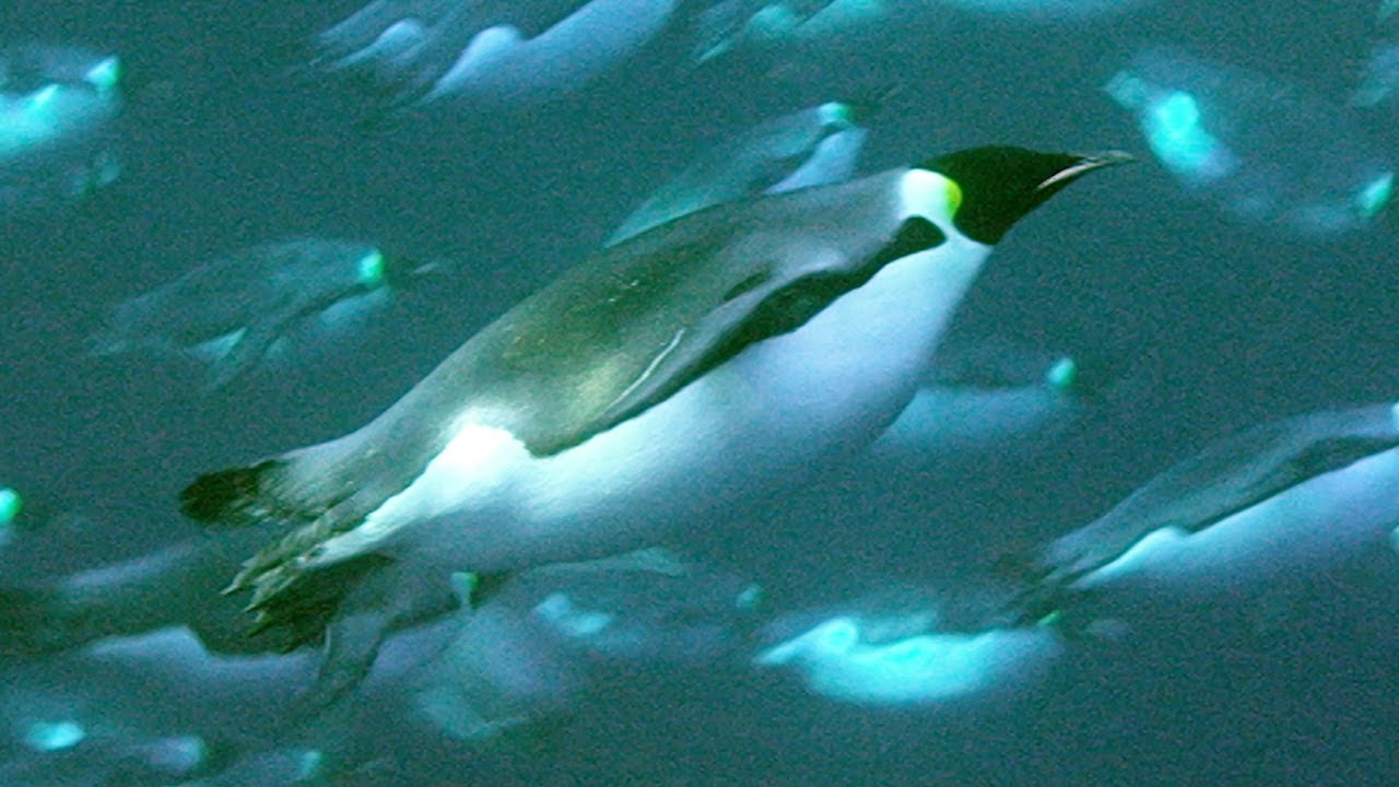 Deep Sea Diving For Food Natural World: Penguins of The Antarctic BBC Earth