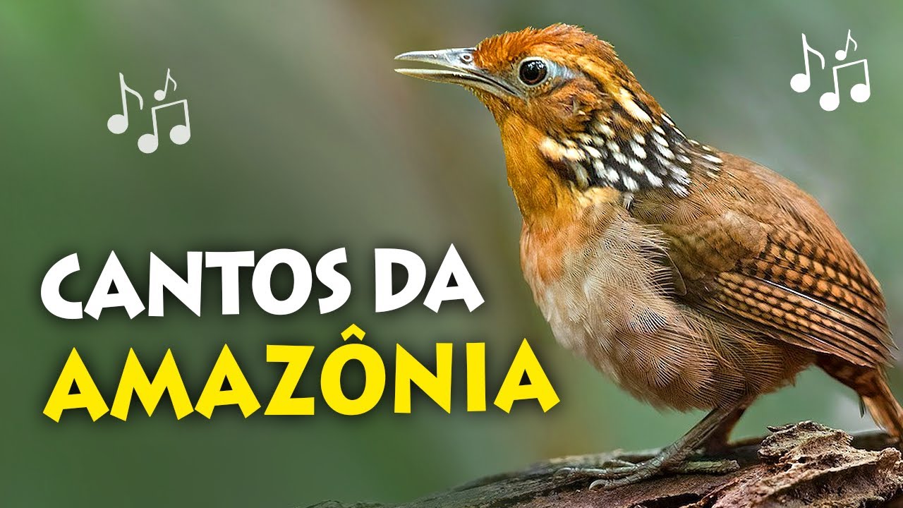 CANTOS de AVES DA AMAZÔNIA| Uirapuru-verdadeiro, cricrió, harpia e outros pássaros amazônicos