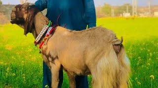 Download lagu Beetal Goat of A J K aplus quality goats balwali g... mp3