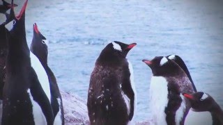Petter Baarli rocks Berserk - Penguins go wild!