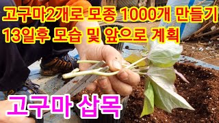 고구마 2개로 모종 1000개 만들기 13일후 앞으로계획 밤고구마 호박고구마 꿀고구마 전원일기 베니하루카