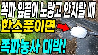 쪽파 잎끝이 노랗고 안자랄때 이것 한스푼이면 대박! 이걸 줘야 몇배 더 빠르게 돌아와요!
