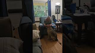 Video preview image #1 Mutt Puppy For Sale in Royal Palm Beach, FL, USA
