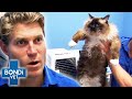 26lbs Overweight Cat Starts Weight Loss Journey Bondi Vet