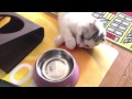 Scottish Fold Yumeta S Daily Life Part 3 Drinking And Eating