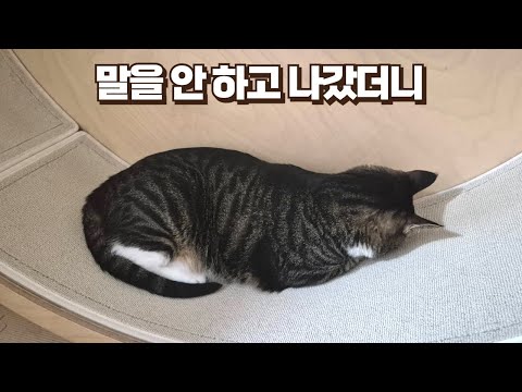 집사가 외출한 걸 몰랐던 고양이가 잠에서 깨고 보인 눈물 나는 행동