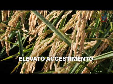 Riso Varietà ELLEBI