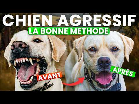 Rééduquer un chien AGRESSIF : les SEULES méthodes qui fonctionnent (et celles à fuir) !