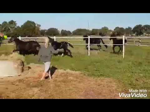 Hf v BENETTON DREAM x DONNERHALL x PIK BUBE *4.2018