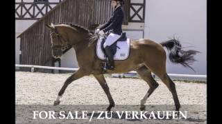 Video of Daylight Princess S