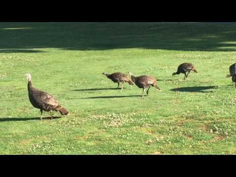 Turkey hop