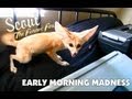 Early morning madness with Scout the Fennec Fox ...