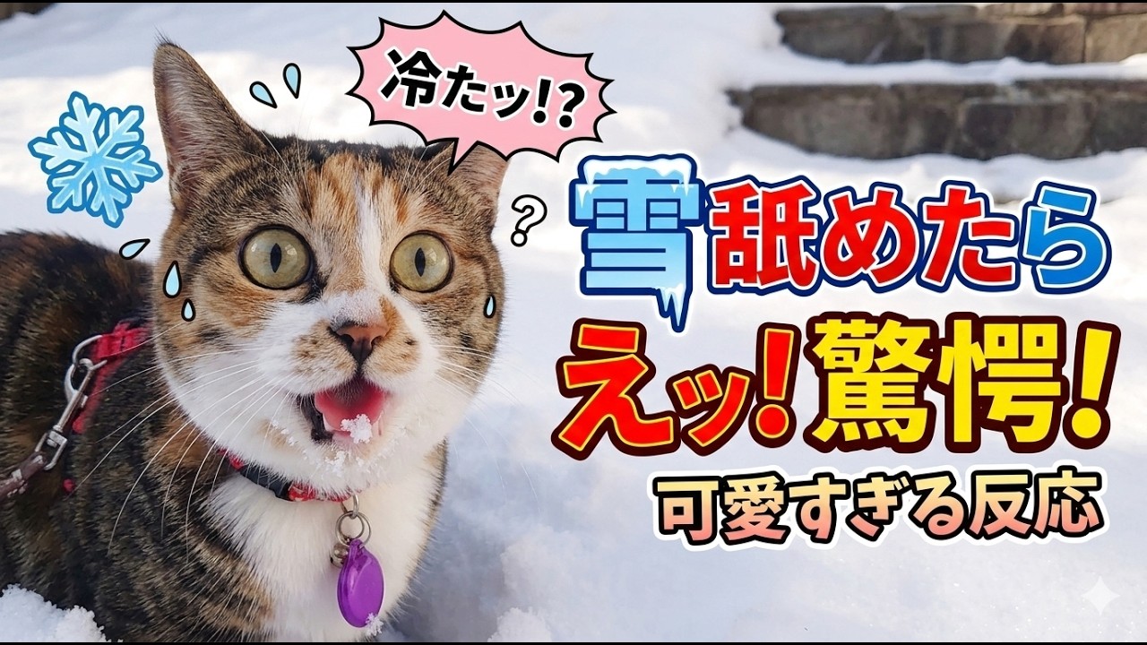 猫が冷たい雪を舐めると、驚いてどんな顔になるのかな？